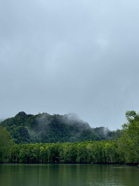 Mangrove Night Safari